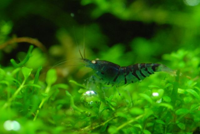 Dark blue tiger shrimp