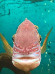 рыба перестала есть корм. Смотреть фото рыба перестала есть корм. Смотреть картинку рыба перестала есть корм. Картинка про рыба перестала есть корм. Фото рыба перестала есть корм рыба перестала есть корм. Смотреть фото рыба перестала есть корм. Смотреть картинку рыба перестала есть корм. Картинка про рыба перестала есть корм. Фото рыба перестала есть корм