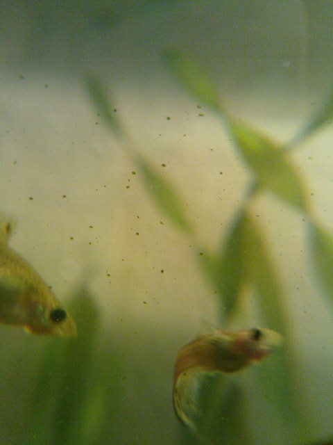 зеленые точки на стекле аквариума