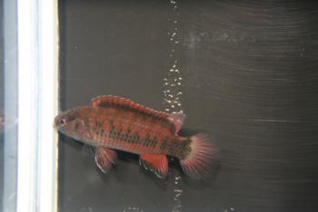Badis_ferrarisi_.jpg