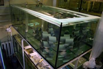 Интернет Магазины Разводни По Продаже Аквариумных Рыбок
