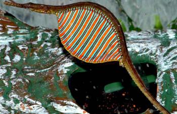 rainbow pipefish microphis deocata