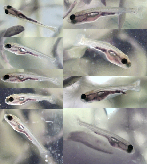 Картинка с форума