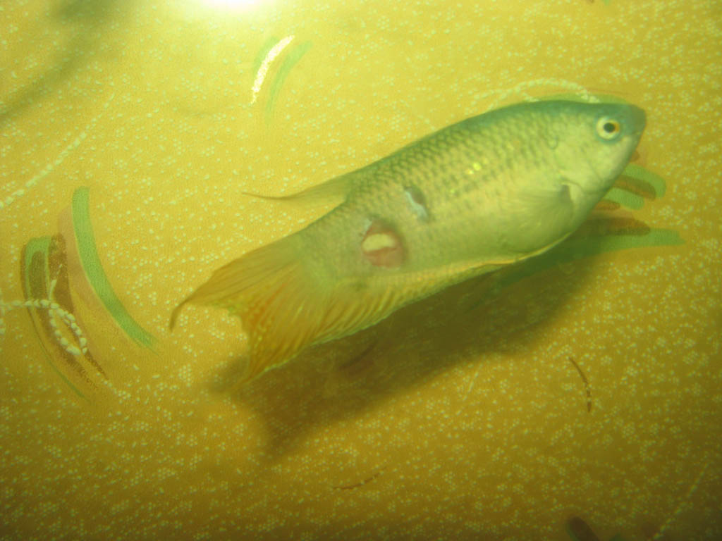 Доксициклин В Аквариуме – Telegraph