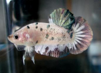 fwbettashmp1210321539.jpg