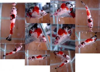 fwbettashmp1249315535.jpg