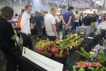 Pets_Festival_a_PcExpo__L.Bricchi-ilPiacenza.jpg