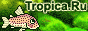   Tropica.RU.   ,  ,     ,  .