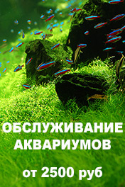 Обслуживание аквариумов. Оформление аквариумов. Дизайн аквариумов Обслуживание аквариумов. Оформление аквариумов. Дизайн аквариумов