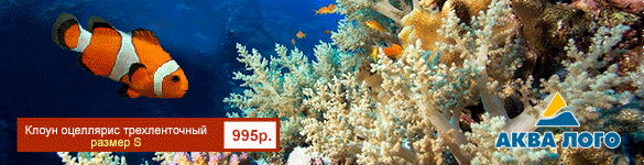 Морские рыбы по  низким ценам в супермаркетах АкваЛого
