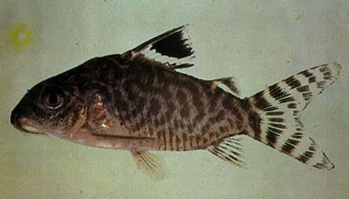   “DR.AXELROD`S ATLAS of freshwater aquarium fishes”