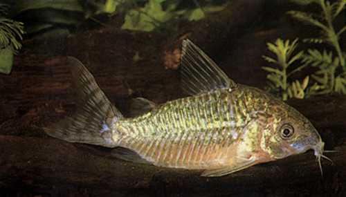   “DR.AXELROD`S ATLAS of freshwater aquarium fishes”