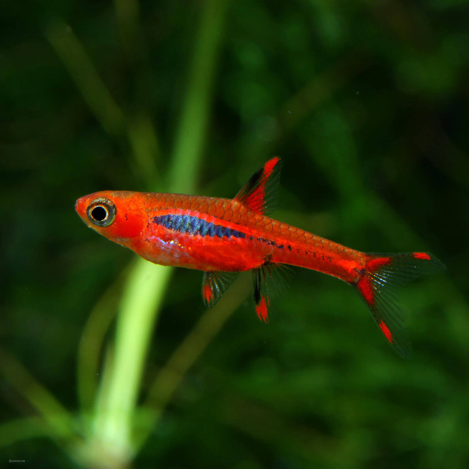 Boraras brigittae - рыбка для настольного аквариума.  Фото Gary Lange