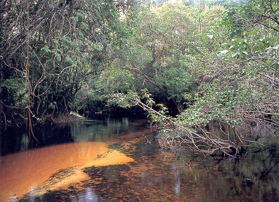 Природные биотопы Амазонии. Такаси Амано