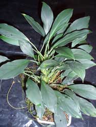 Aglaonema sp. minima - очень популярное растение из азиатских поставок. Однако для содержания в аквариуме мало пригодно.