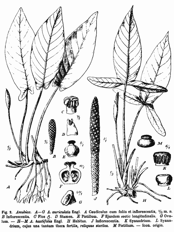 Рисунок из книги “Das Pflanzenreich”. Слева A. auriculata, справа A. hastifolia. 