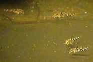 личинка Corydoras barbatus