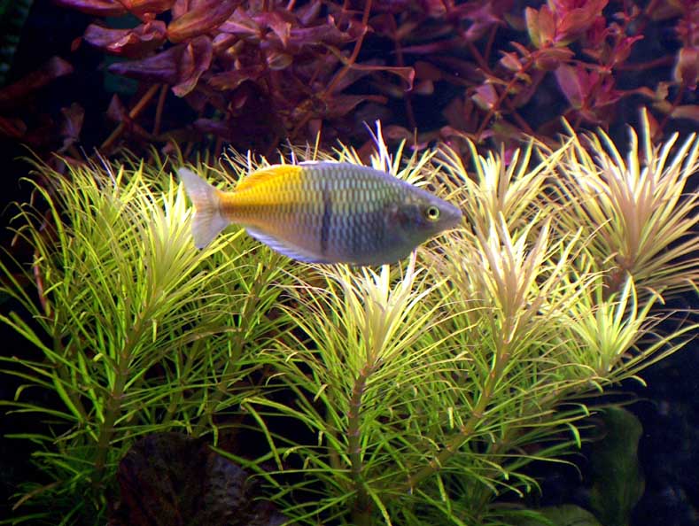 Любимая рыба на фоне любимого растения