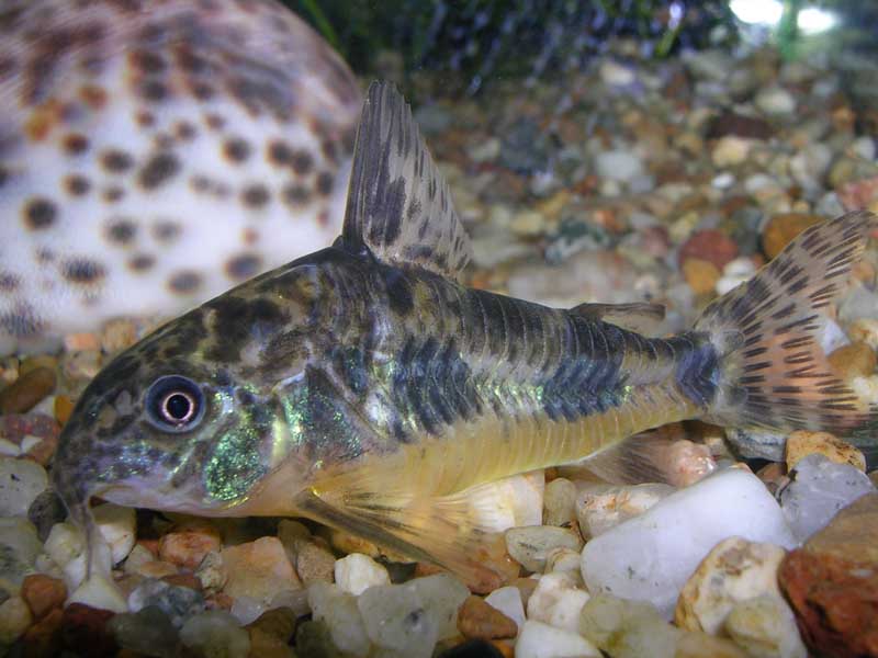 Corydoras paleatus, самец или самка?