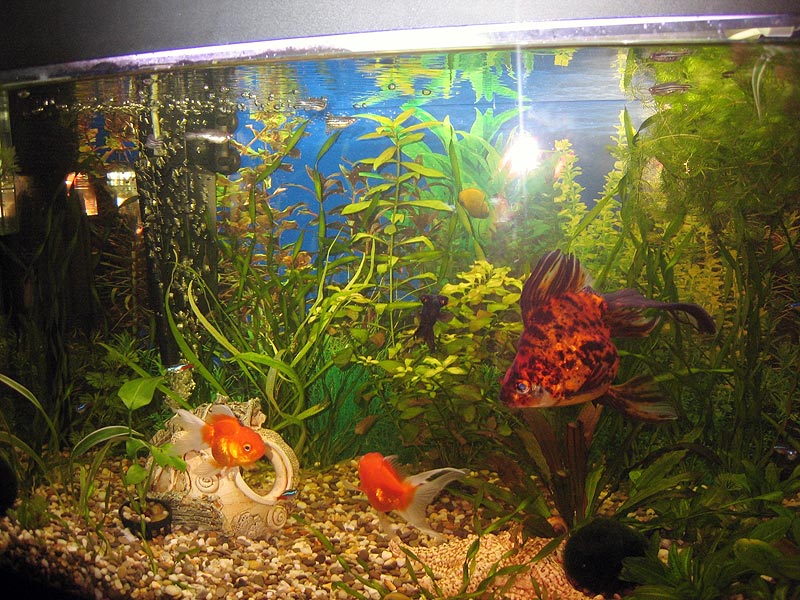аквариум Татьяны