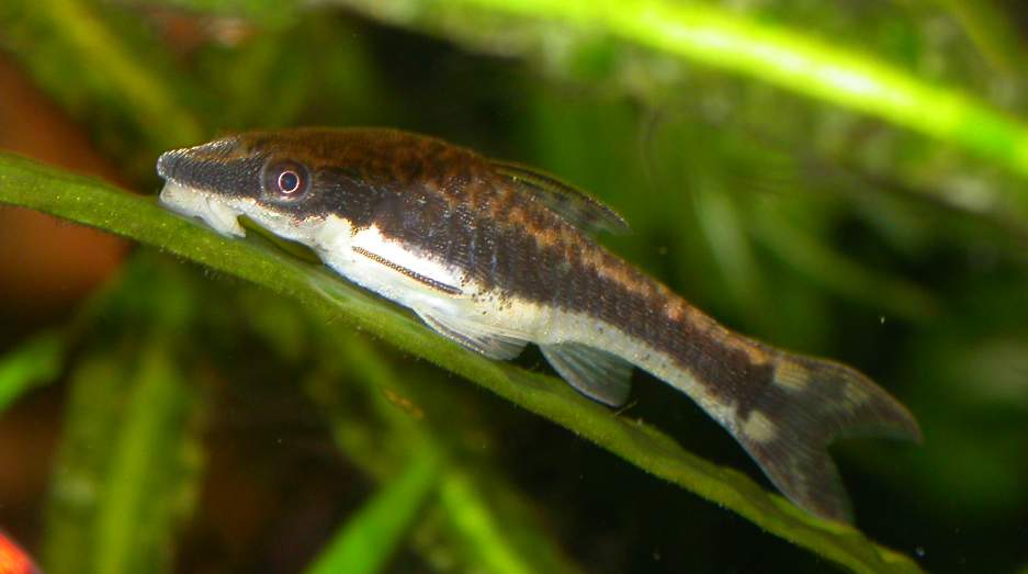 Otocinclus