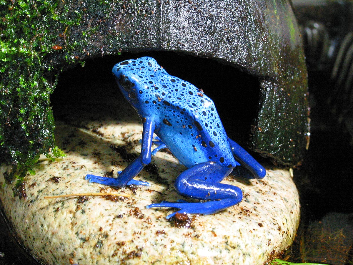 Dendrobates azureus