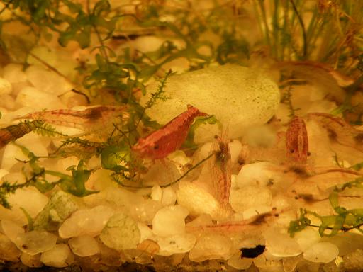 cherry shrimp - neocaridina heteropoda