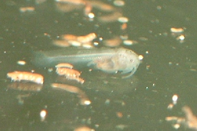 Личинка Synodontis robbianus