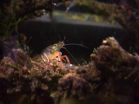 Малыш Procambarus clarckii, ок. 2 см.