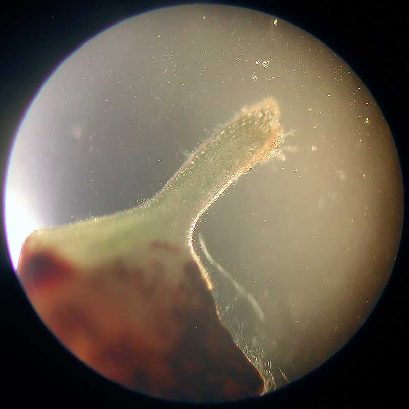 Семячко анубиаса названного гетерофилой.