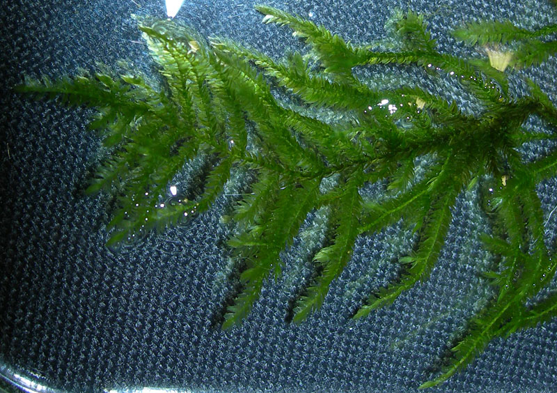 Taxiphyllum sp. "Anchor Moss"