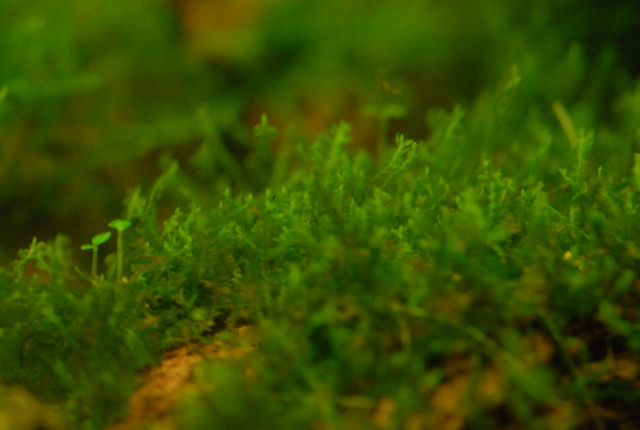 Plagiomnium affine "Pearl Moss"