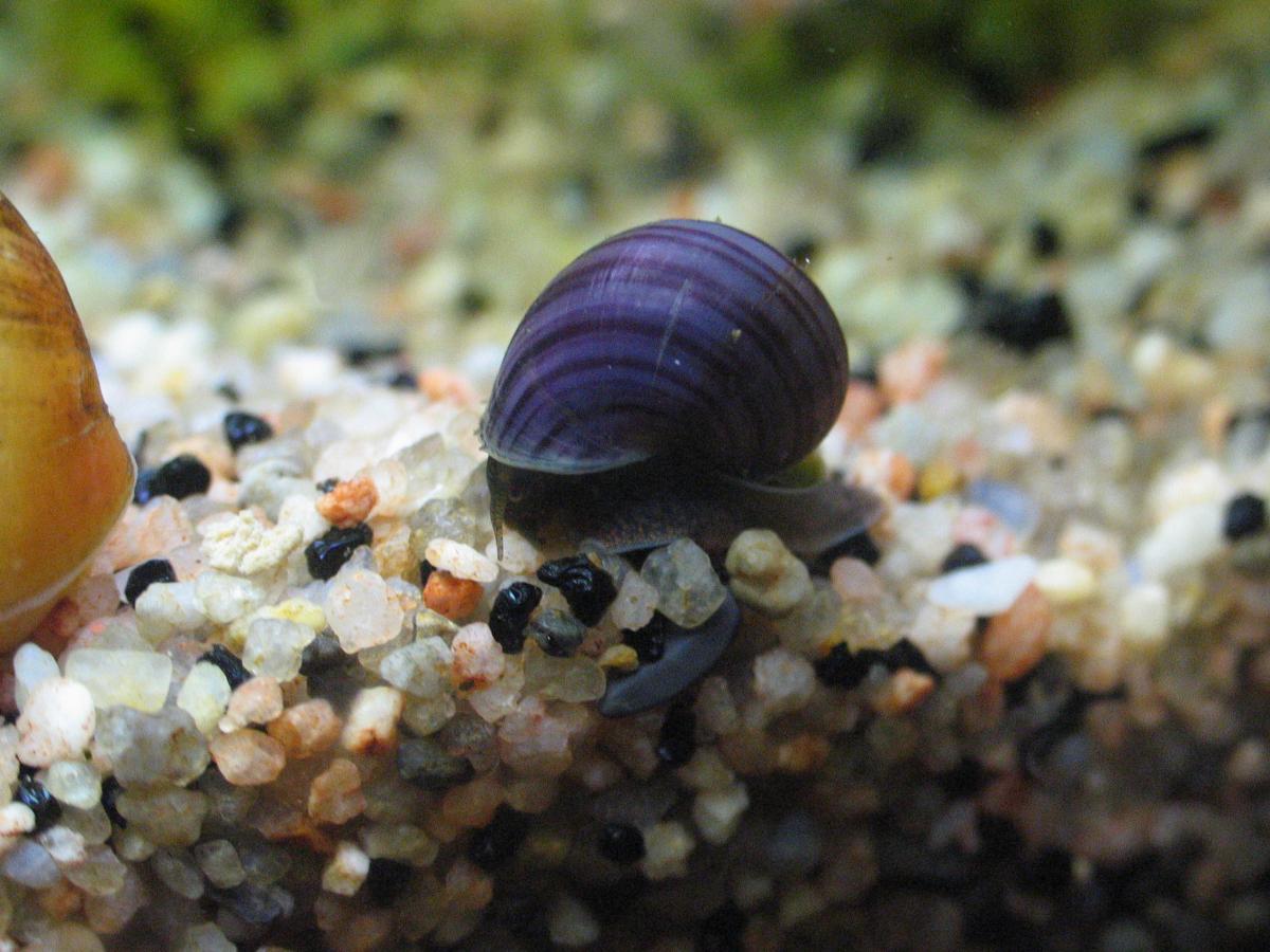 Улитка Ампулярия S (Pomacea bridgesii) Купить в интернет-магазине "AquaVID" в Са