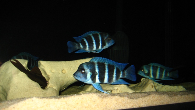 C. frontosa blue zaire moba
