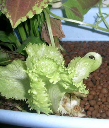 Салат растёт в фитофильтре