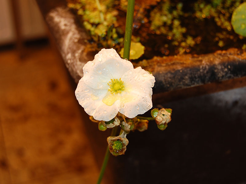 Эхинодорус цветет