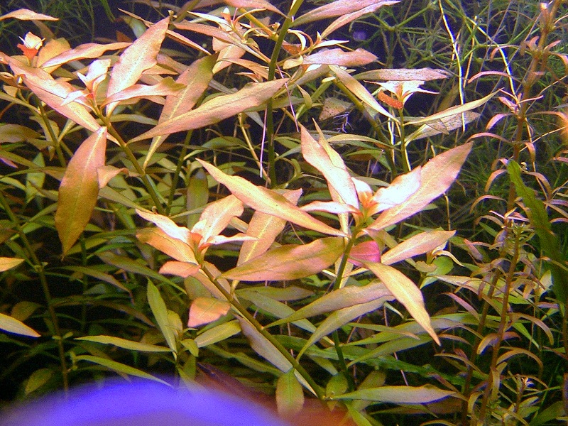 ludwigia