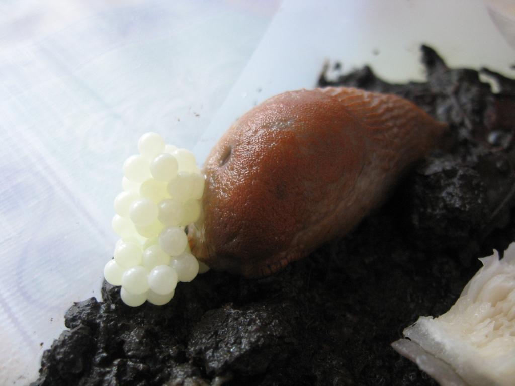Слизень Arion sp., откладывающий яйца.