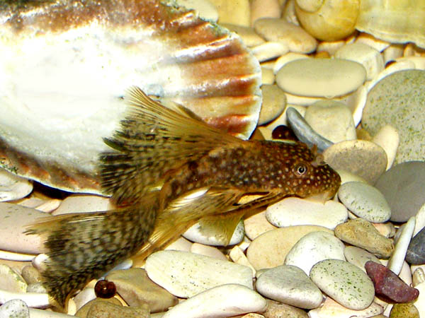 Ancistrus dolichopterus varigata.