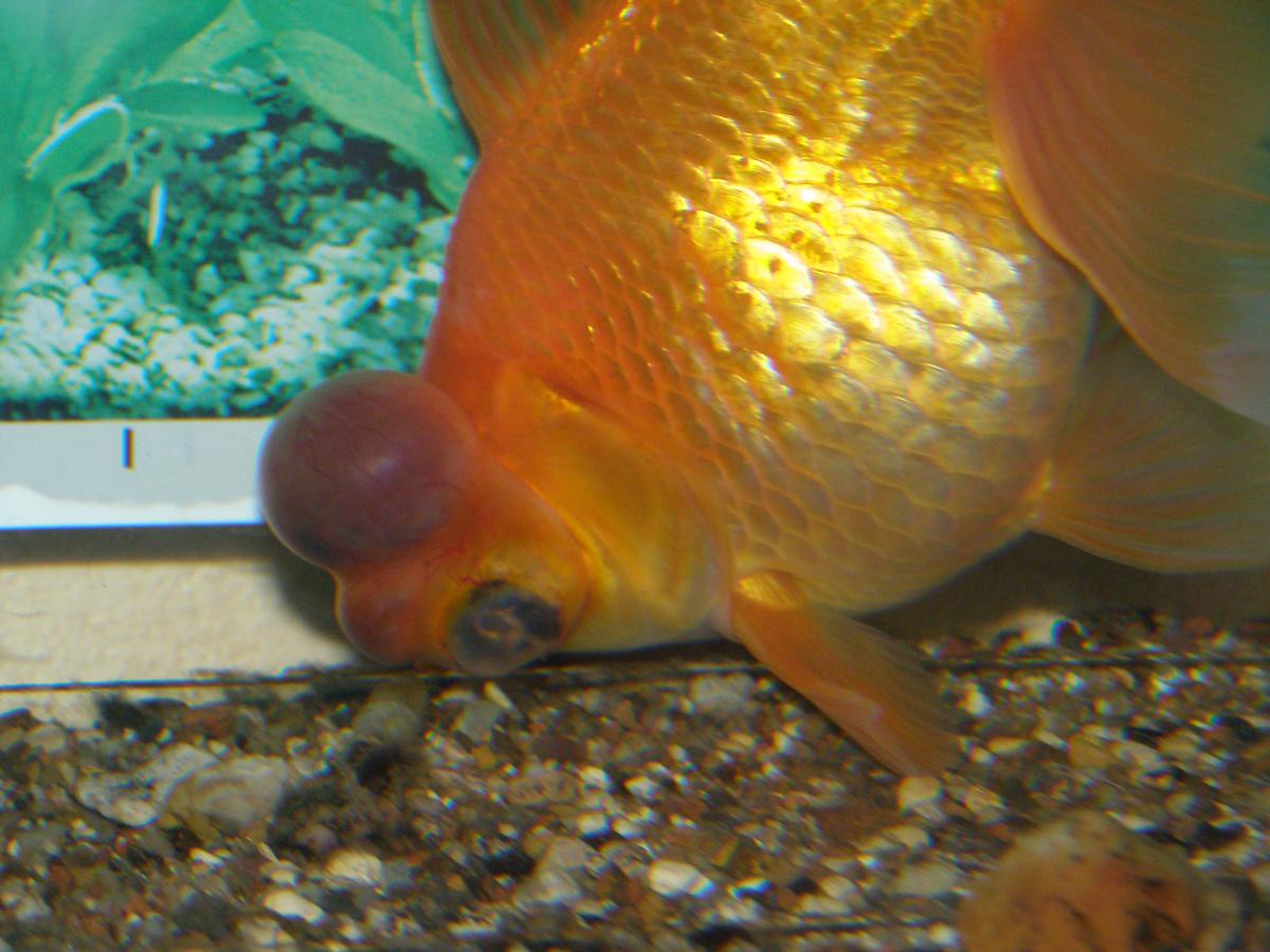Опухоль у глаза золотой рыбки