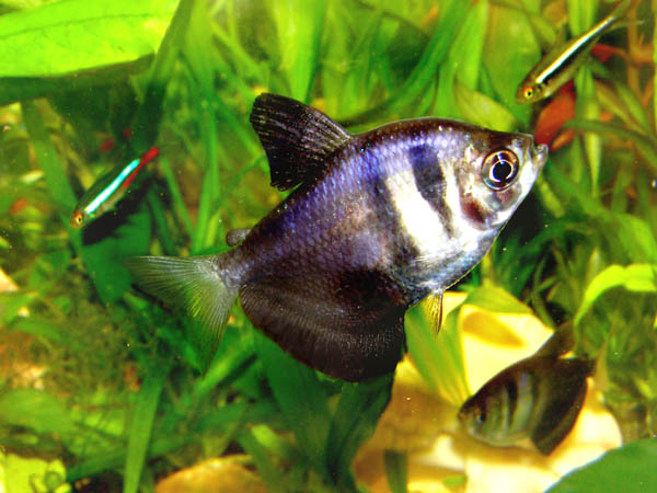 Тернеции сколько раз в день кормить. Тернеции сколько раз в день кормить. Тернеции сколько раз в день кормить. Тернеции сколько раз в день кормить. Тернеция гло карамелька.