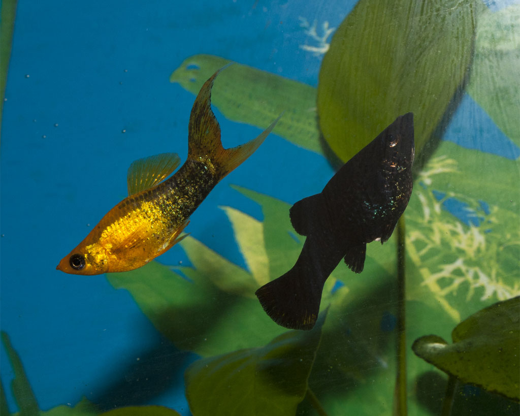 Как отличить самца моллинезия. Моллинезии сфенопс. Моллинезия аквариумная рыбка. Моллинезия сфенопс черно-Золотая. Моллинезия рыбка самка.