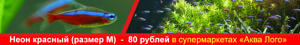Супер цена на красного неона в магазина АкваЛого