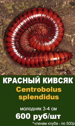 Красный кивсяк Centrobolus splendidus Купить