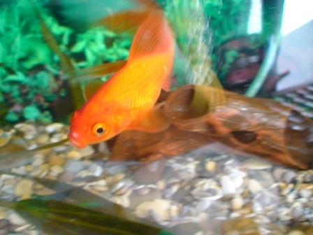 Золотая рыбка лежит на дне. Рыба лежит на боку на дне аквариума. Золотая рыбка лежит на боку. Рыбы которые лежат на дне аквариумные. Рыбка лежит на дне не может всплыть.