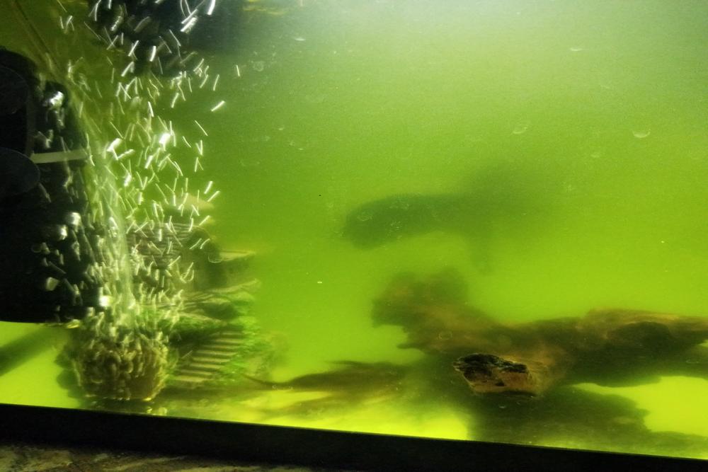Аквариум зеленеет что делать и почему. Помутнение воды в аквариуме. Аквариум зацвел. Вода в аквариуме помутнела. Цветет аквариум причины.