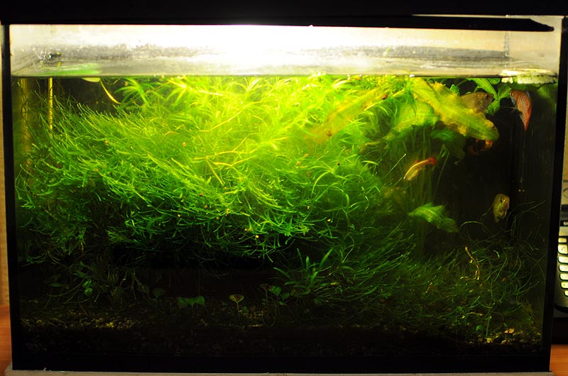 Как очистить воду в аквариуме без фильтра - 83 фото