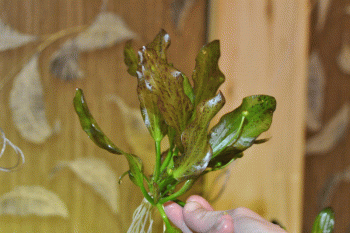 post-9674-1321638107_thumb.gif