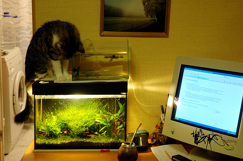 Аквариум для кота внутри. Аквариум возле компьютера. Аквариум рядом с компьютером. Роутер возле аквариума. Аквариум 4д для кошек.