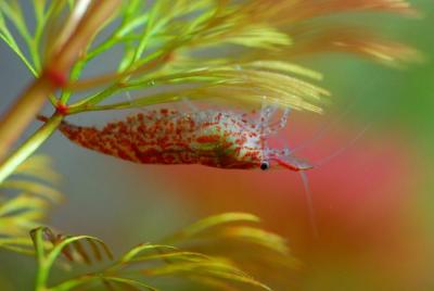 animals_fish_shrimps_desktop_2400x1606_hd-wallpaper-1091867.jpg